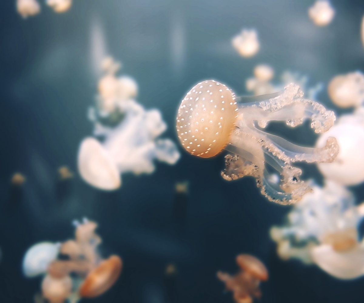 Jellyfish in Mijas Costa