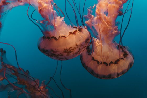 Jellyfish in Mijas Costa